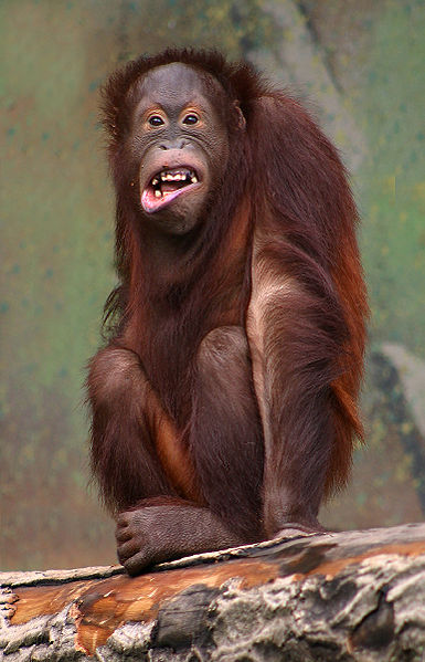 nezapominejme-na/025-385px-pongo-pygmaeus-orangutang.jpg